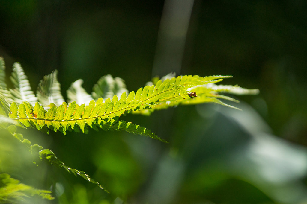 leafy