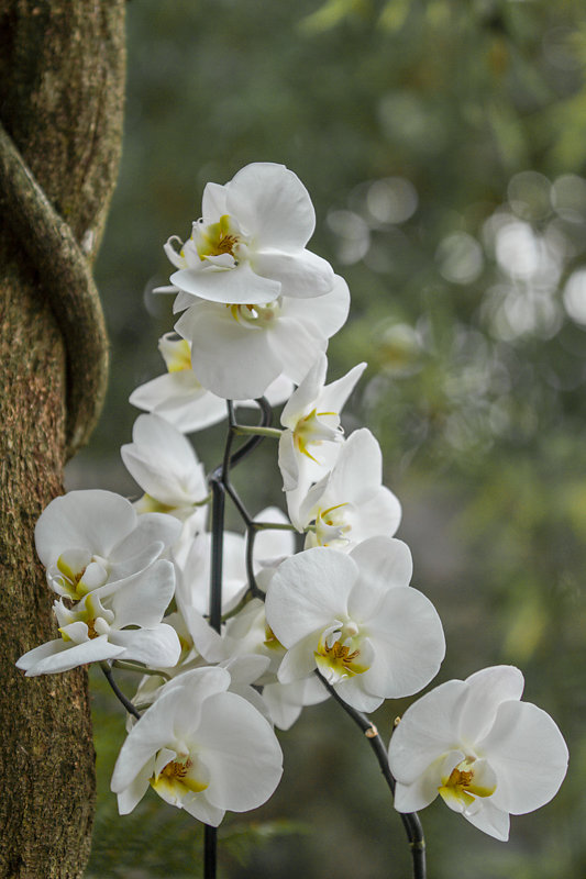 orchid