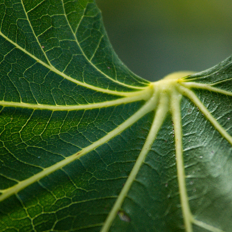 leafy
