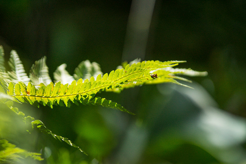 leafy