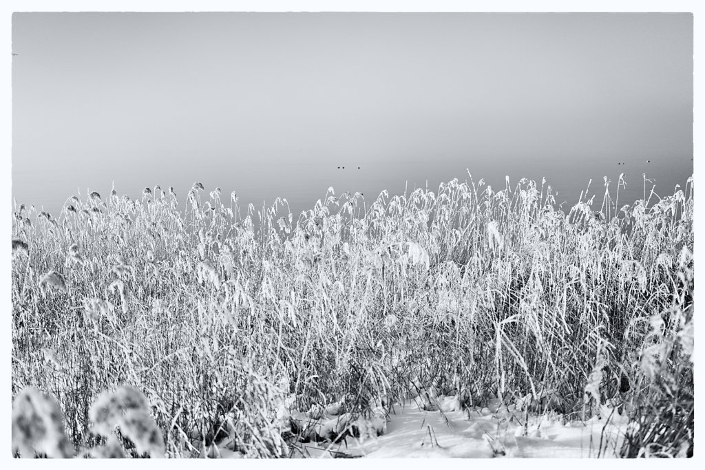 Chiemsee
